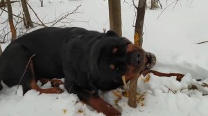 Экстренные работы. Во что-нибудь вляпаться - это у нас семейное. Как это было 12 серия.