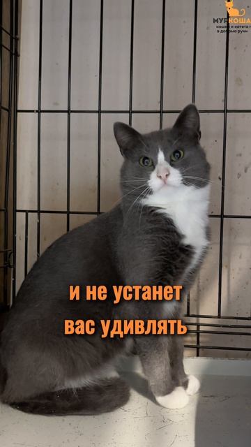 Канопус ждёт вас в приюте #Муркоша смотреть онлайн