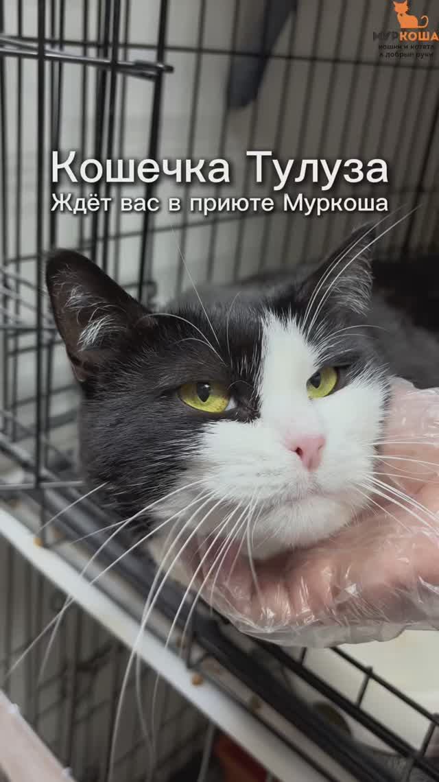 Тулуза (уже дома) смотреть онлайн