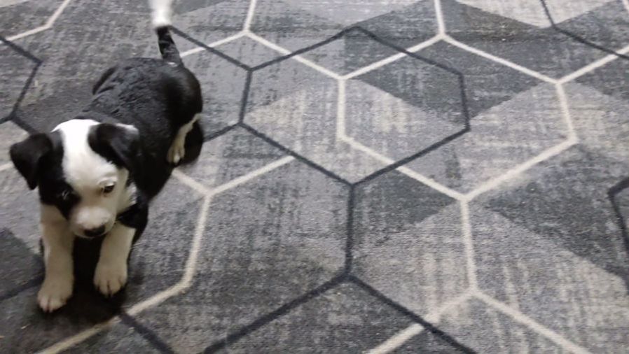 ЩЕНКИ смотреть онлайн