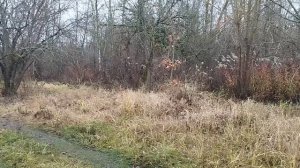 дача начало