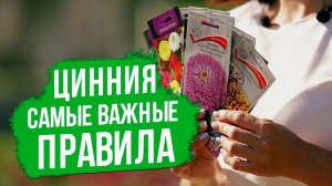 Самые главные правила выращивания циннии.