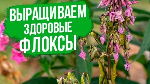 Болезни и вредители флоксов. Как вырастить здоровые флоксы.
