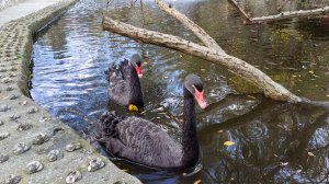 25 ноября 2025 г. Ялтинский зоопарк "Сказка" #ялта #ялта2025 #зоопарксказка #сказка #зоопарк