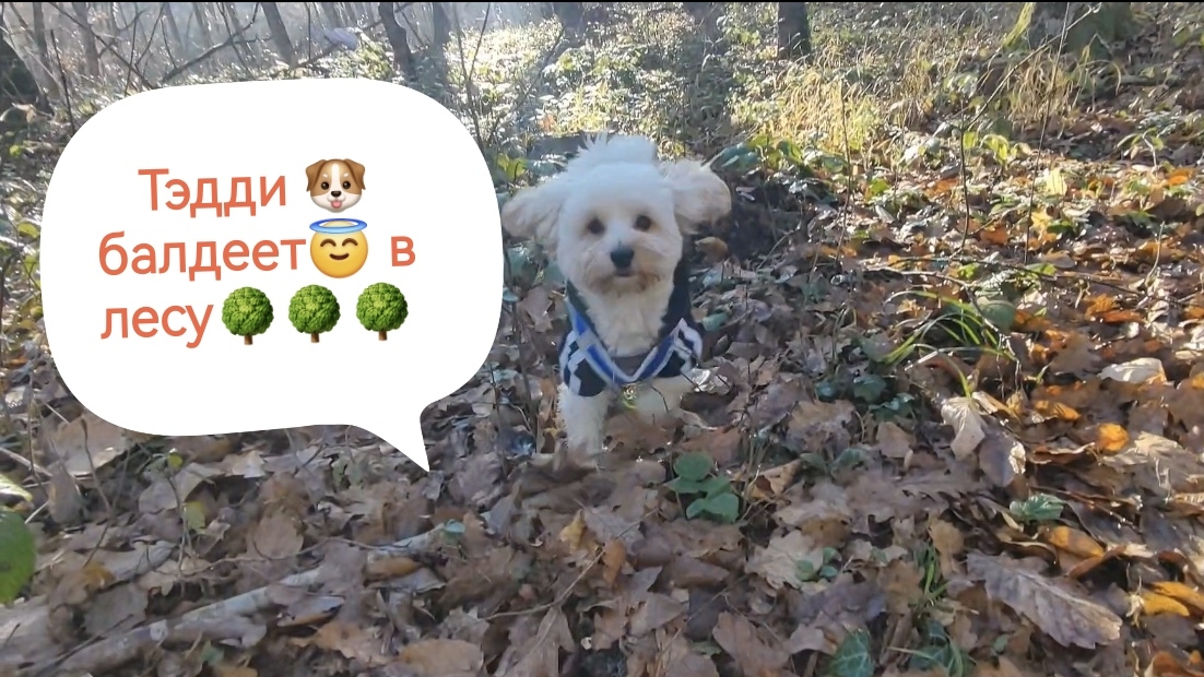 Тэдди Мальтипу балдеет в лесу