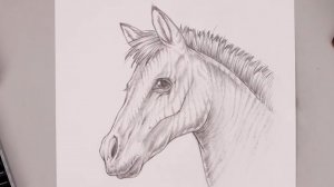 Как нарисовать Лошадь карандашом