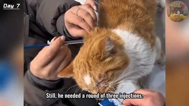 Серъёзно раненый уличный кот нуждался в помощи - 2025 год смотреть онлайн