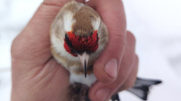 Щеглы (черноголовые/метисы/седоголовые) варианты окрасов.