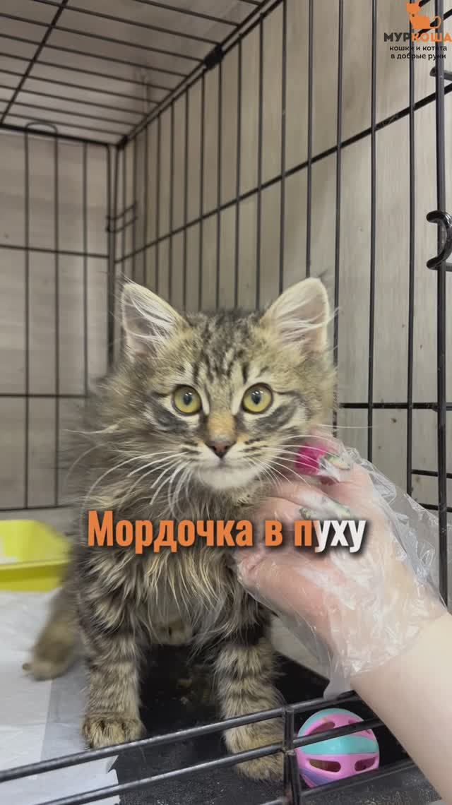 Жмых (уже дома) смотреть онлайн