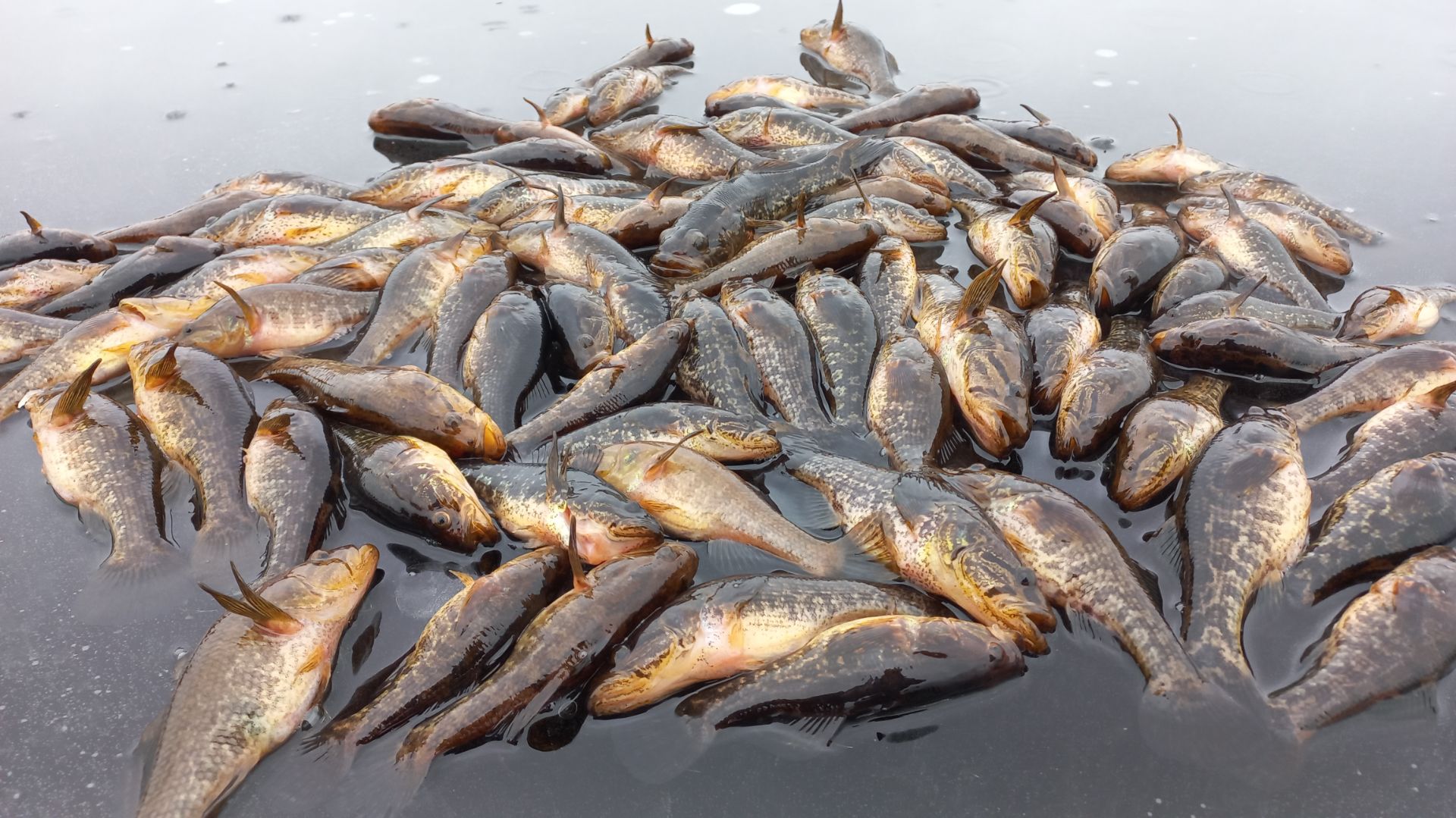 Озеро Боевское. Шикарное место для ловли ротана.