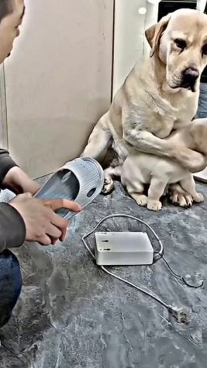 Лабрадор защищает своего щенка