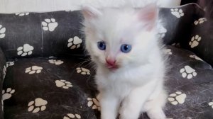 Большой котёнок дерётся с маленьким. Мама-кошка рядом и защищает маленького котёнка.