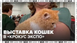 Международная выставка кошек открылась в выставочном центре «Крокус Экспо» - Москва 24