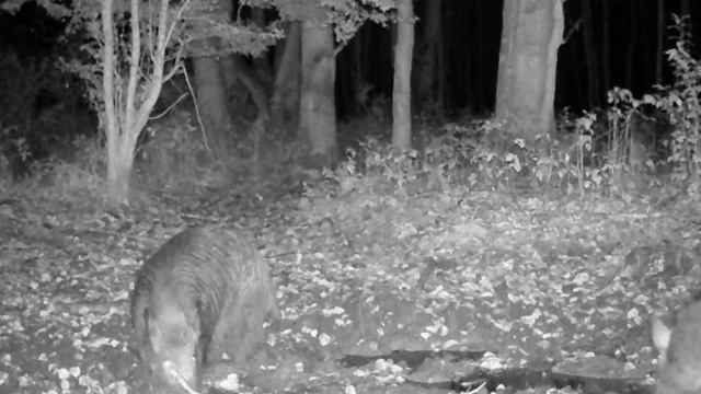 Кабаны фото ловушка смотреть онлайн