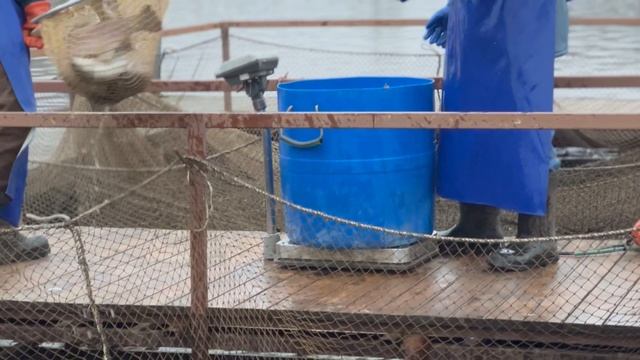 Запуск гольца, спарктика и форели. смотреть онлайн