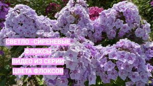 Светло-сиреневые флоксы