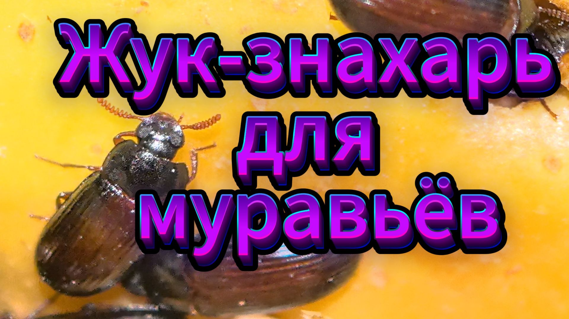 «Жук-знахарь в формикарии: всё о кормлении муравьёв» смотреть онлайн