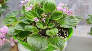 Презентация моих фиалок.