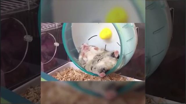 Я и мои попытки заняться спортом