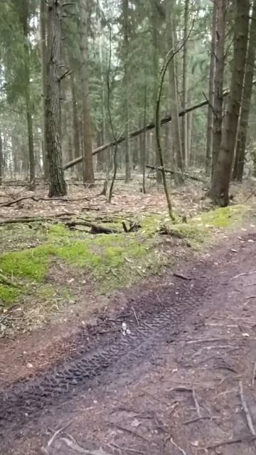 Лес смотреть онлайн