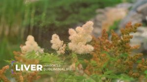 Печень. Версия 3.0 [ NEW ]. Исцеление печени. Скрытые аффирмации. Саблиминал Евгения Закирова