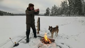 Рыбалка на жерлицы на диком таёжном озере. Ночь в палатке. Поймал щук на флажки. Рыбалка с собакой