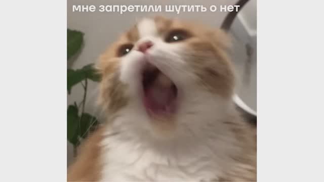 Мне запретили шутить, о нет! смотреть онлайн