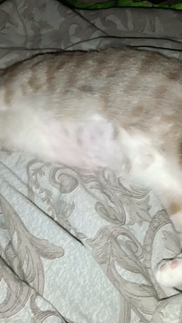 Каспер смотреть онлайн