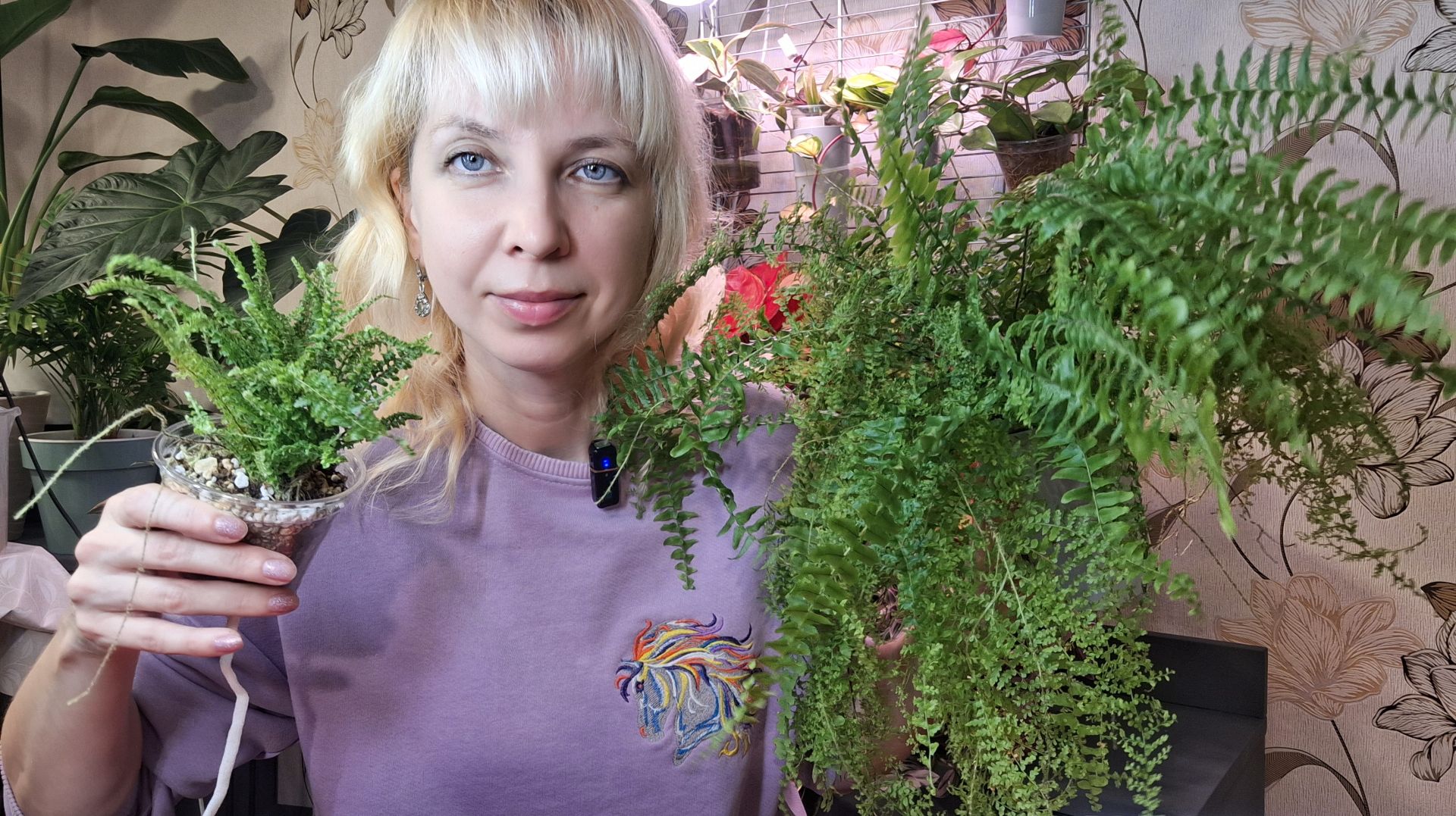 Пересадка папоротника, фитильный полив смотреть онлайн