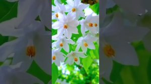 Фәрүәз Урманшин - Ҡыңғырау сәскә 🎋🎋🎋