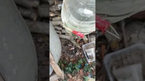 боевой арбалет Аллигатор