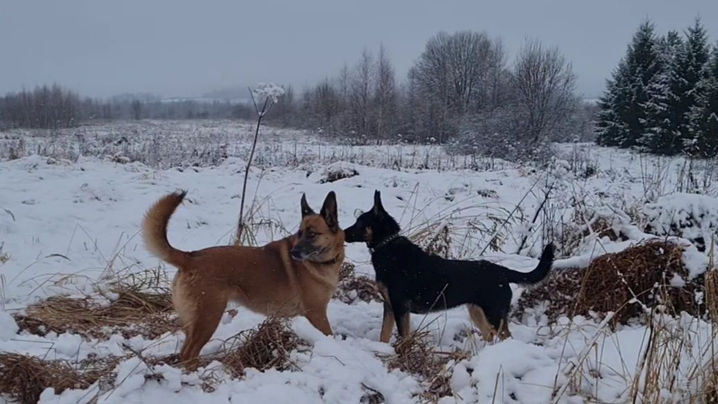 Собачьи салочки, тачка с цветами и и завершение вазы в сложных условиях смотреть онлайн