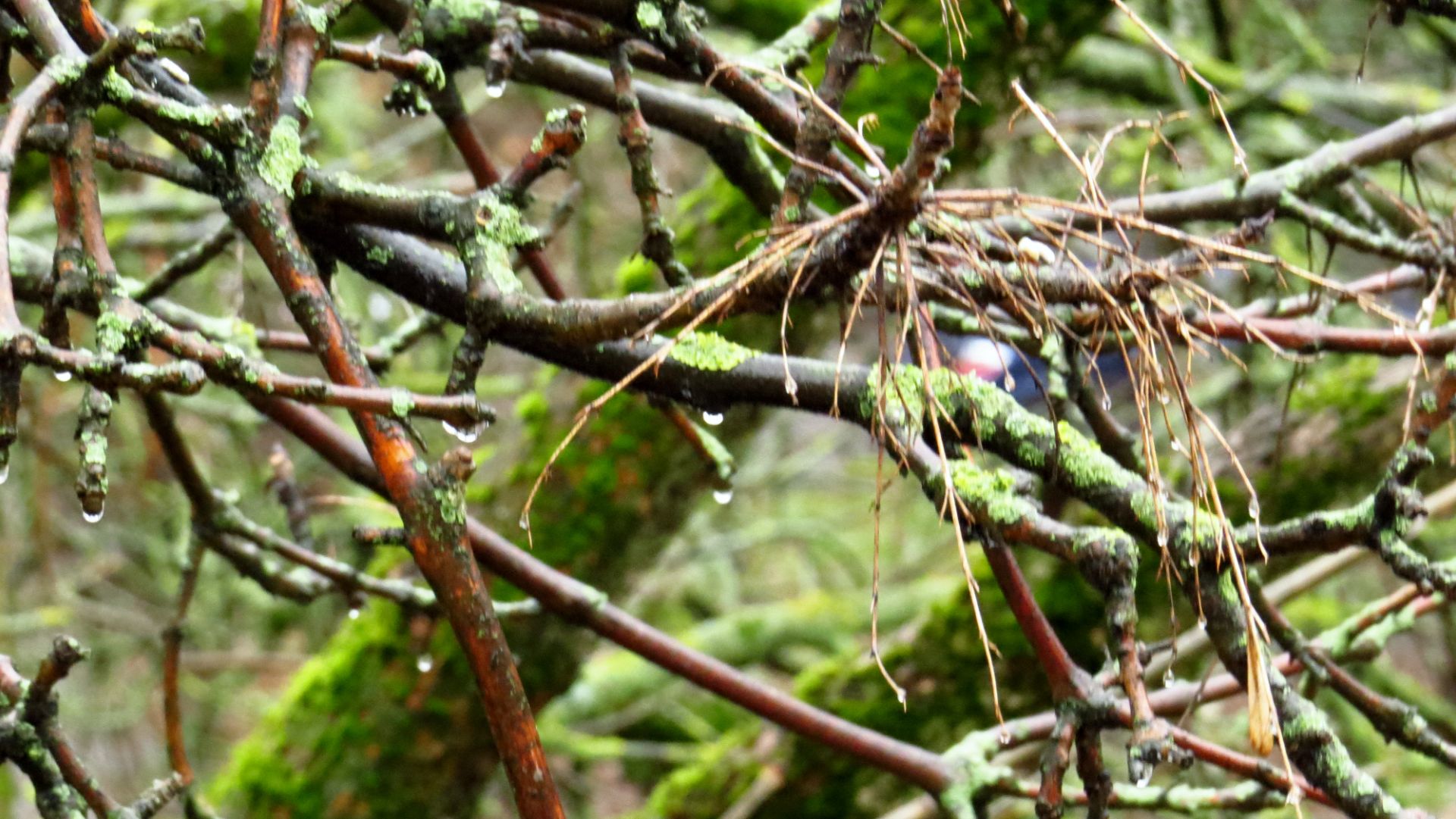 Сильный дождь за окном. ( 29 ноября 2025 года) смотреть онлайн