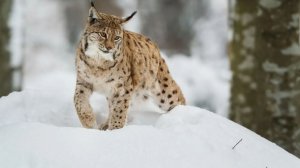 Дикие Животные Арктики под спокойную музыку