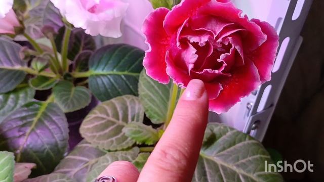 Нацвела целая полочка красоты 🤗❤и это лиш начало, ещё много бутонов! На улице -28 а дома лето 🤗🙏 смотреть онлайн