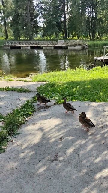 Сергей и Алиса | История двух сердец | Большой Гатчинский дворец | Утиные истории