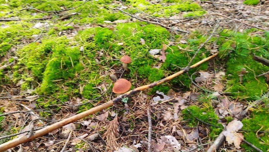 ГРИБЫ .ГЛУХАРЬ НА ДОРОГЕ смотреть онлайн