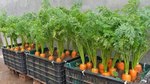 Большой секрет выращивания моркови в пластиковых контейнерах, высокая урожайность