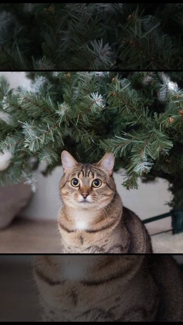 пушистые милахи