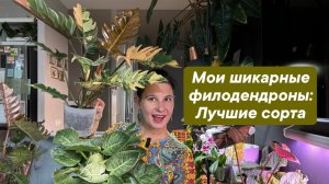 Мои шикарные филодендроны: лучшие сорта