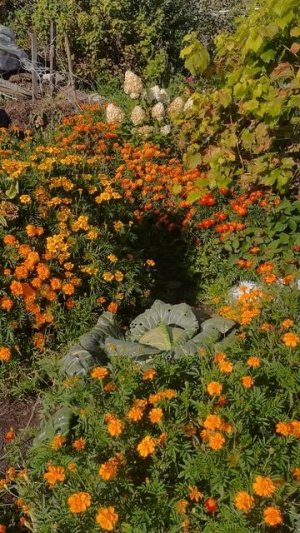 Бархатцы лучшие цветы для огорода!