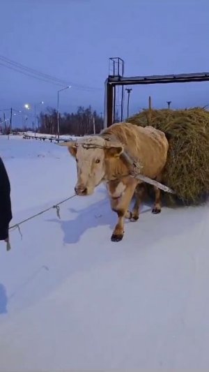 Сегодня привез сено на санях быка. Соляра дорожает, поэтому приходится экономить :)
