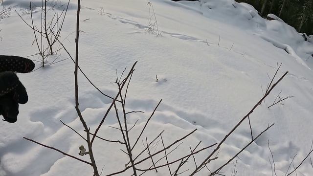 Охота с подхода, идем по следу изюбря. смотреть онлайн