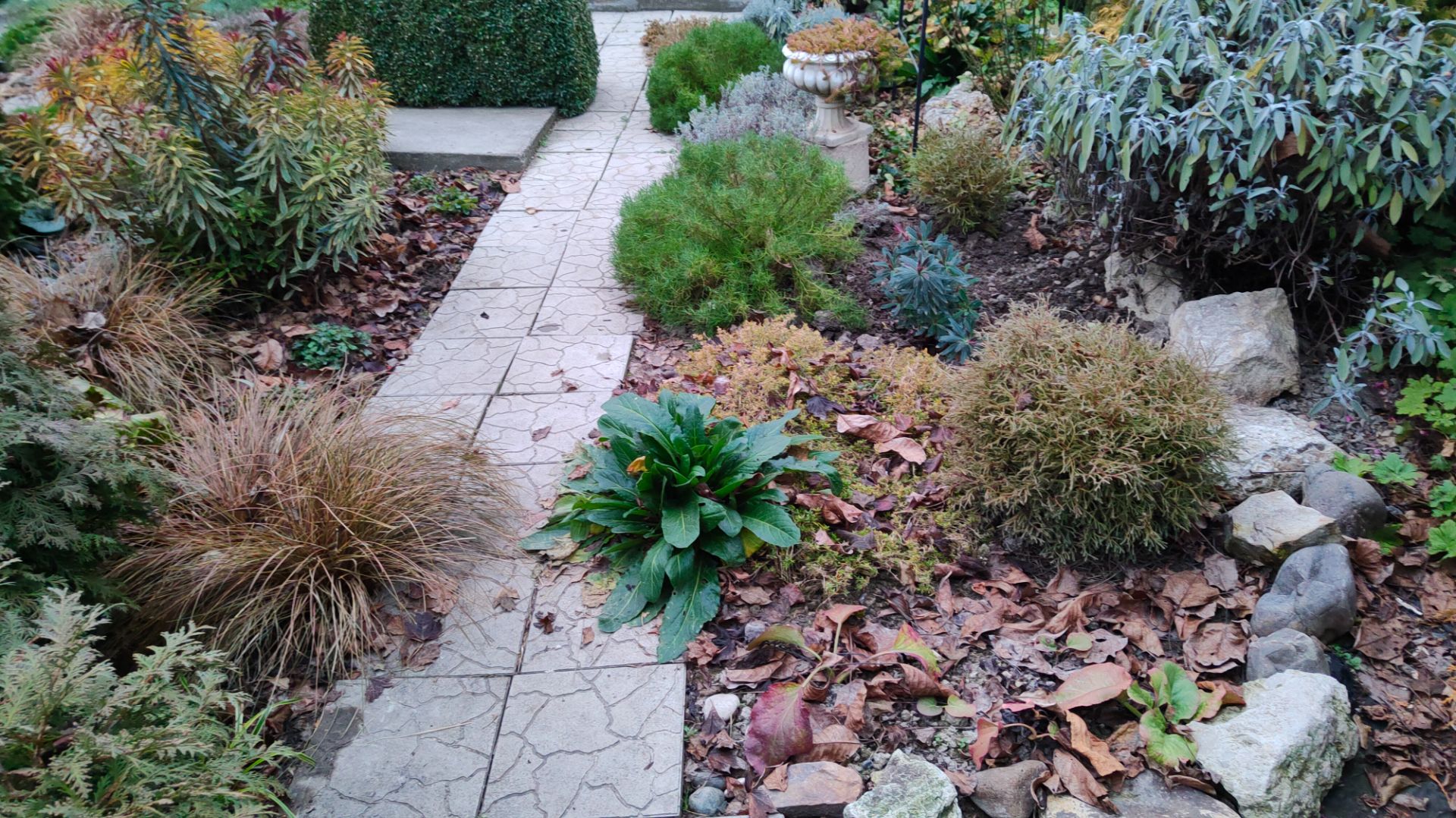 Высадила лириопе Вариегата и весь лихнис, что рос на круглой площадке, 29.11.2025 г. Пятигорск. смотреть онлайн