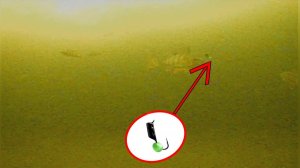 Как ОКУНЬ и ПЛОТВА реагируют на ГВОЗДЕШАРИК