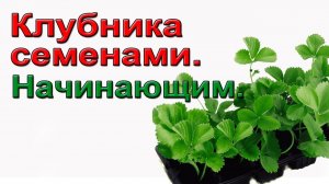 Клубника из семян. Не мудрите