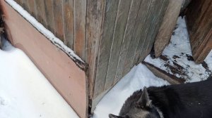 29-11-2025 Приехали на дачу ,красотааа