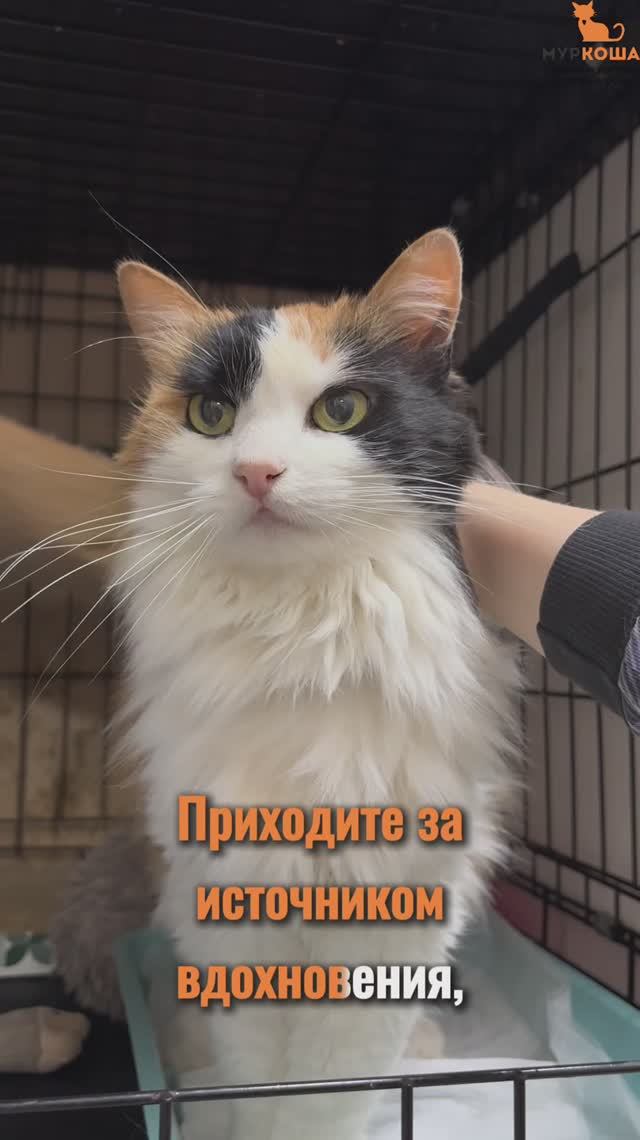 Палитра (уже дома) смотреть онлайн