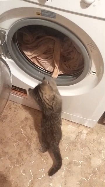 Помощник растёт