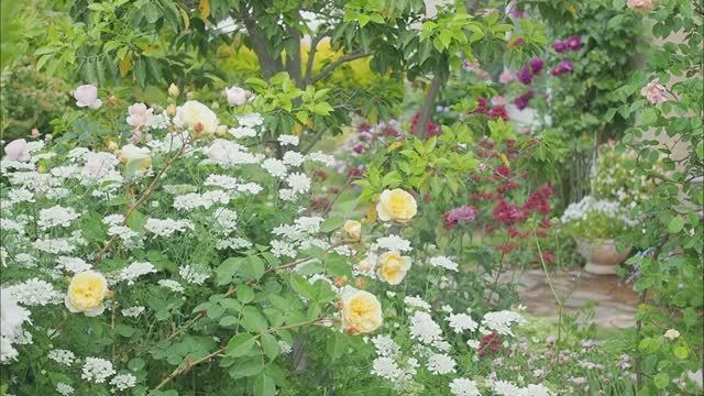 САДЫ ЯПОНИИ ОЧЕНЬ КРАСИВЫЙ СЕЗОННЫЙ САД В МАЕ РОЗЫ КЛЕМАТИСЫ... смотреть онлайн